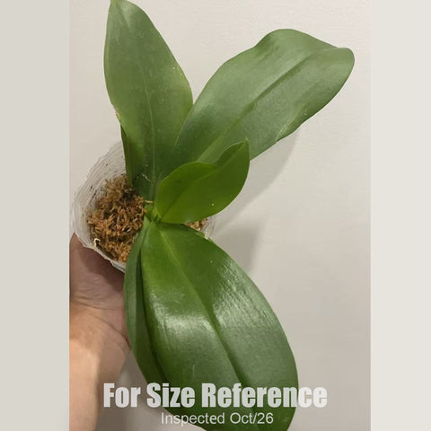 [Bare-root][New] #PA# Phal. I-Hsin Venus 'Sunkissed' [2.8" BS][Sept in stock 26]