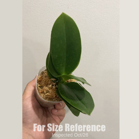 [Bare-root][New] #PA# Phal. colored glaze [2.4" BS][Sept in stock 26]