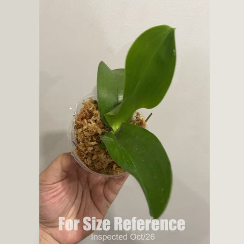 [Bare-root][New] #PA# Phal. (MMZ270) [1.7" NBS][Sept in stock 26]