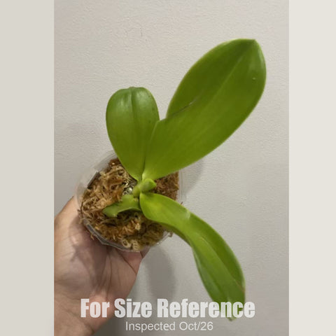 [Bare-root][New] #PA# Phal. (Yungho Gelb Canary xbellina) x BT Green Jade 胭脂雪 [2.4" NBS][Oct in stock 26]