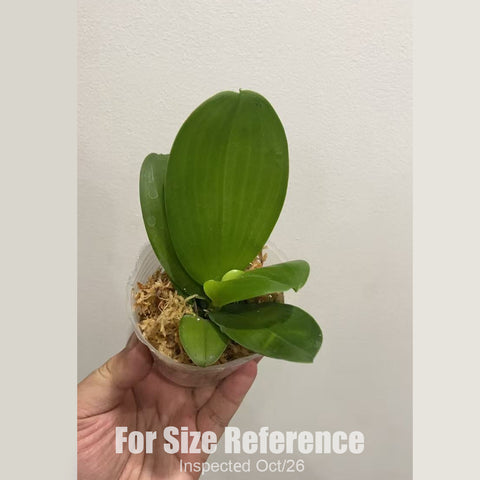 [Bare-root][New] Phal. Mituo Reflex Dragon ' Blue -2 ' AM/AOS 彌陀反射龍 [2.4" NBS][Oct in stock 26]