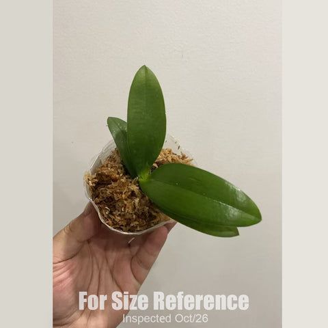 [Bare-root][New] #PA# Phal. Yaphon Star Diamond '6601' AM/AOS  [1.7 NBS][Sept in stock 26]