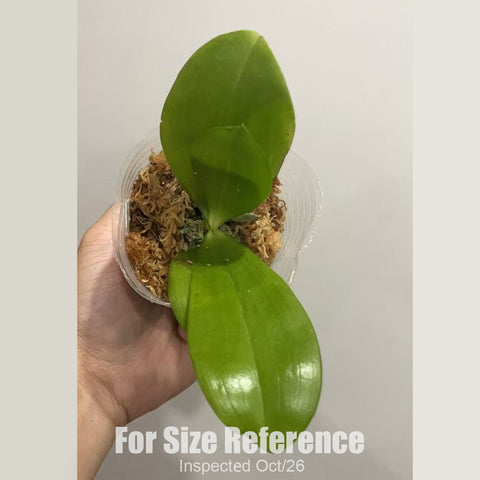 [Bare-root][New] #PA# Phal. Lucien Mugato x Eddy Liuli Blue [2.4" BS][Sept in stock 26]