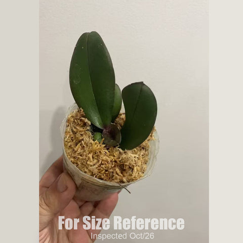 [Bare-root][New] #PA# Phal. NCK Sakura (Peloric) [1.7" NBS][Sept in stock 26]