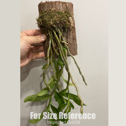 [Bare-root][New] #DA# Den. anosmum 檀香石斛 [2.4" BS][Oct in stock 26]