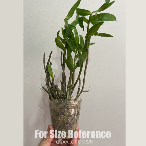 [Bare-root][New] #DA# Den. officinale 鐵皮石斛 [2.4" BS][Oct in stock 26]
