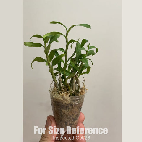 [Bare-root][New] #DA# Den. huoshanense 霍山米斛 [2.4" BS][Oct in stock 26]