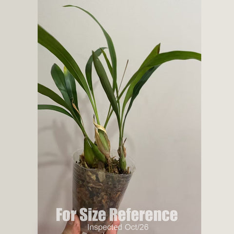 [Bare-root][New] #OO# Coelogyne pachystachya 厚穗貝母蘭 [2.4" BS][Oct in stock 26]