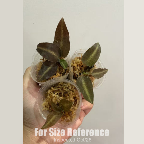 [Bare-root][New] #JO# Cheirostylis thailandica [1.7" Cutting][Oct in stock 26]