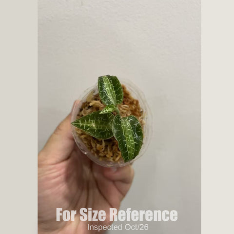 [Bare-root][New] #JO# Goodyera reticulata [1.7" Cutting][Oct in stock 26]