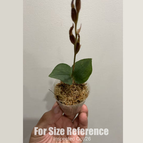 [Bare-root][New] #JO# Goodyera viridiflora [1.7" Cutting][Oct in stock 26]