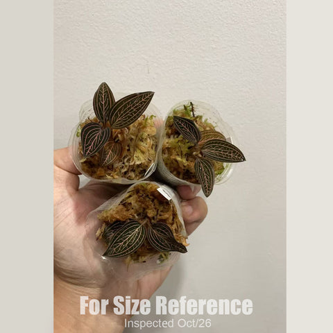 [Bare-root][New] #JO# Ludisia discolor 'Super Veination' [1.7" Cutting][Oct in stock 26]