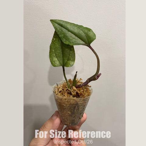 [Bare-root][New] #JO# Nephelaphyllum tenuiflorum [1.7" Cutting][Oct in stock 26]