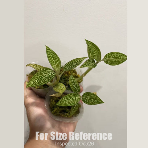 [Bare-root][New] #JO# Ludisia discolor var. alba 'Platinum Vein' MA10 (MC) [1.7" Cutting][Oct in stock 26]