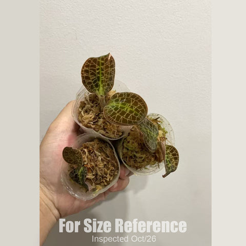 [Bare-root][New] #JO# Macodes sanderiana MA1 (MC) 綠翡翠寶石蘭 [1.7" Cutting][Oct in stock 26]