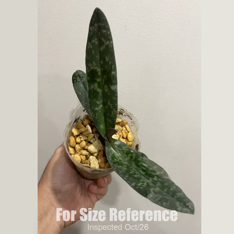 [Bare-root][New] #PH# Paph. bellatulum x sib 巨瓣兜蘭 [2.4" BS][Oct in stock 26]