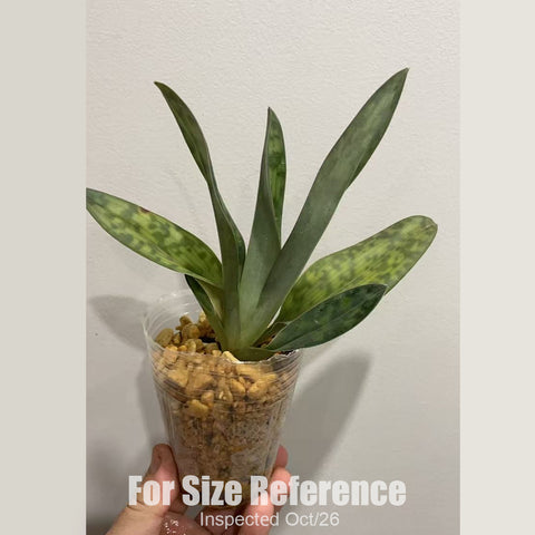 [Bare-root][New] #PH# Paph. callosum 卡路神 [2.4" BS][Oct in stock 26]