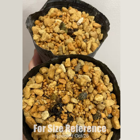 [Rhizome][New] #TO# Cyp. subtropicum 暖地杓蘭 [Oct in stock 26]