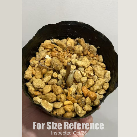 [Rhizome][New] #TO# Cyp. henryi [2.4" 1Gr BS][Oct in stock 26]