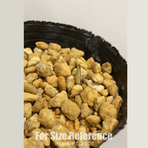 [Rhizome][New] #TO# Cyp. debile 對葉杓蘭 [2.4" 1Gr BS][Oct in stock 26]