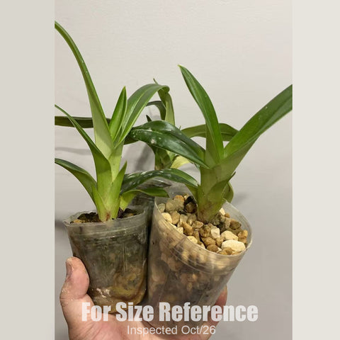 [Bare-root] #PH# Phrag. kovachii 科瓦奇中苗 [2.4" NBS][Aug in stock]