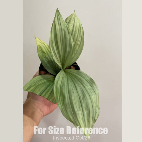 [Rhizome][New] #TO# Calanthe triplicata 三皺蝦脊蘭 [Oct in stock 26]