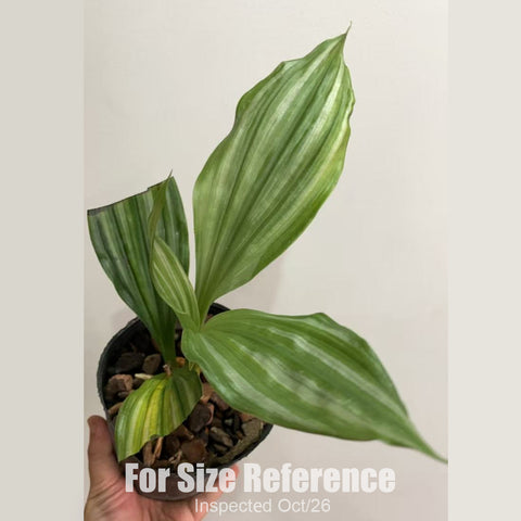 [Rhizome][New] #TO# Calanthe argenteostriata 銀帶蝦脊蘭 [Oct in stock 26]