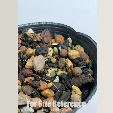 [Rhizome][New] #TO# Calanthe aristulifera 翹距蝦脊蘭 [Oct in stock 26]