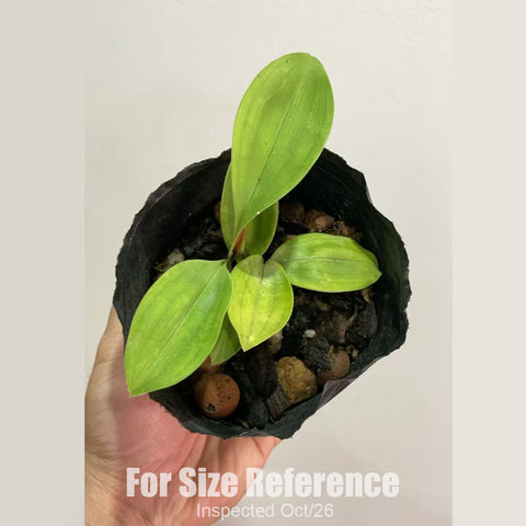 [Bare-root][New] #CY# Cym. lancifolium var. papuanum [Oct in stock 26]