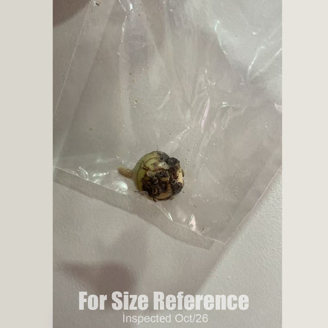 [Bulb][New] #TO# Geodorum densiflorum [Oct in stock 26]
