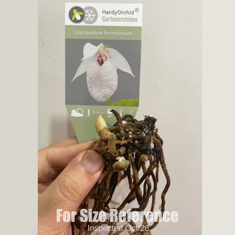 [Rhizome][New] #TO# Cyp. formosanum 台灣杓蘭 [2.4" 1Gr BS][Oct in stock 26]