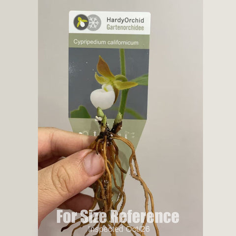[Rhizome][New] #TO# Cyp. californicum [2.4" 1Gr BS][Oct in stock 26]