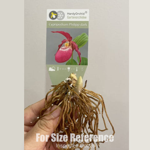 [Rhizome][New] #TO# Cyp. Philipp dark [2.4" 1-2Grs BS][Oct in stock 26]