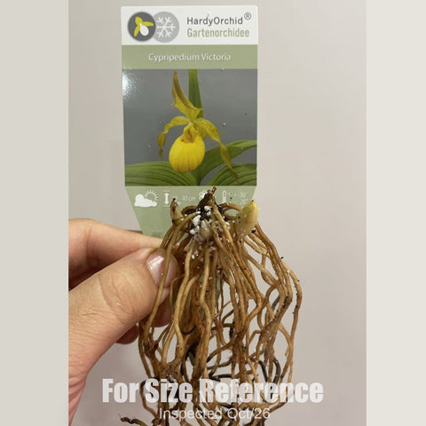 [Rhizome][New] #TO# Cyp. Victoria [2.4" 1-2Grs BS][Oct in stock 26]