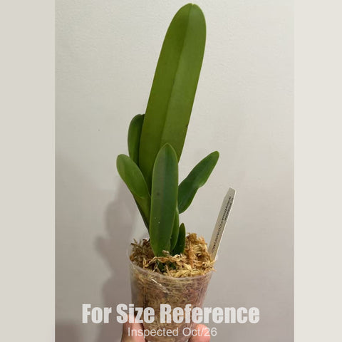 [Bare-root][New] #CA# C. mossiae willowbrook 'FCC/AOS' (MC) 紅莫西 [2.4" NBS][Oct in stock 26]