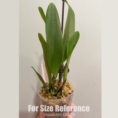 [Bare-root][New] #CA# C. quadricolor (#1 x #2) x sib 巧克力 [2.4" NBS][Oct in stock 26]