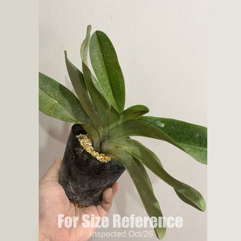 [Bare-root][New] #PH# Paph. Harold Koopowitz 麻栗坡x國王 [2.5" NBS][Oct in stock 26]
