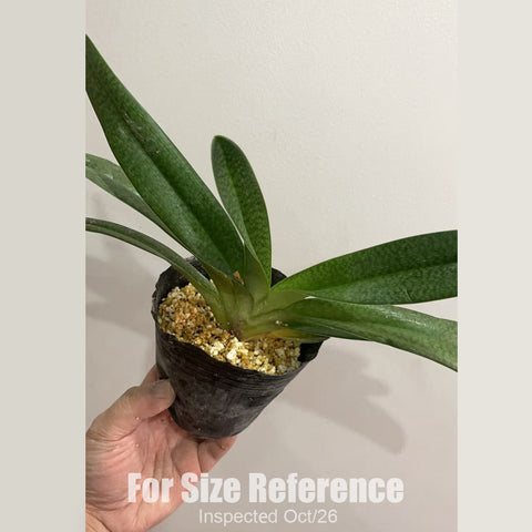 [Bare-root][New] #PH# Paph. Dollgoldi 金國王 (杏黃x國王) [2.8" BS][Oct in stock 26]