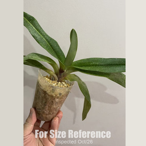 [Bare-root][New] #PH# Paph. Gloria Naugle 紅國王 (硬葉x國王) [2.8" BS][Oct in stock 26]