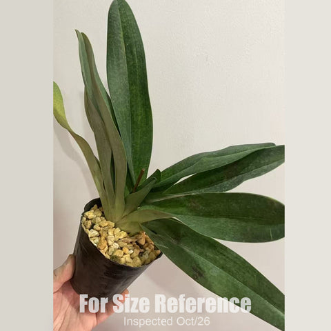 [Bare-root][New] #PH# Paph. Delrosi (delenatii x roth) 粉國王 [2.8" BS][Oct in stock 26]