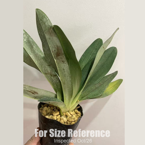 [Bare-root][New] #PH# Paph. Delrosi (delenatii x roth) 粉國王 [2.8" BS][Oct in stock 26]