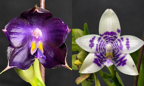 Phal. Mituo Purple Dragon 'Blue Whale' x LL Blue Macaw