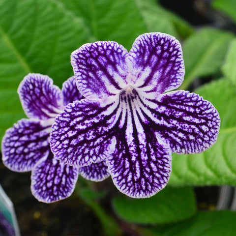[Bare-root] Streptocarpus ’Polka Dot Purple‘ 紫色波尔卡堇兰 [Wishlist]