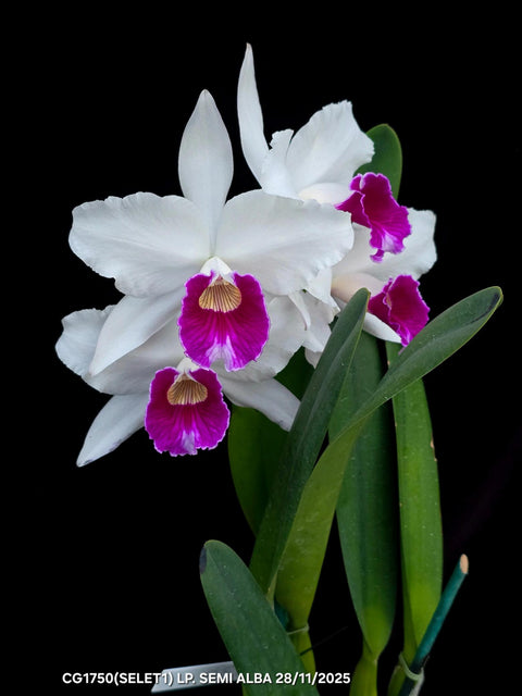 C. purpurata var. semi-alba