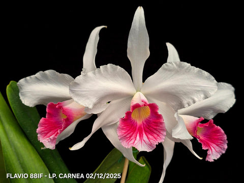 C. purpurata var. carnea