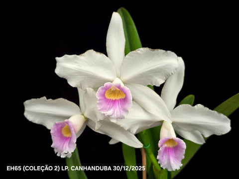 C. purpurata var. canhanduba