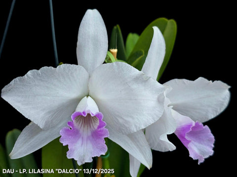 C. purpurata var. lilacina