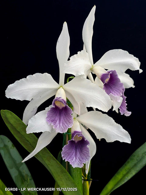 C. purpurata var. werkhauseri