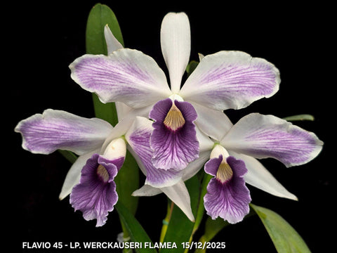 C. purpurata var. werkhauseri flamea