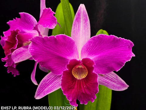 C. purpurata var. rubra